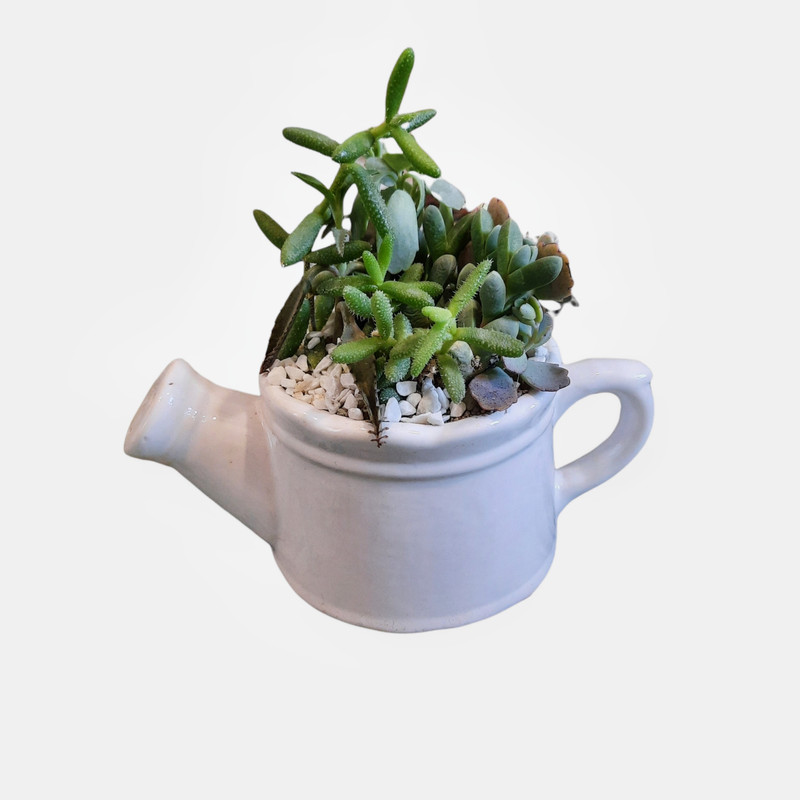 گیاه طبیعی خانواده ساکولنت طرح آبپاش