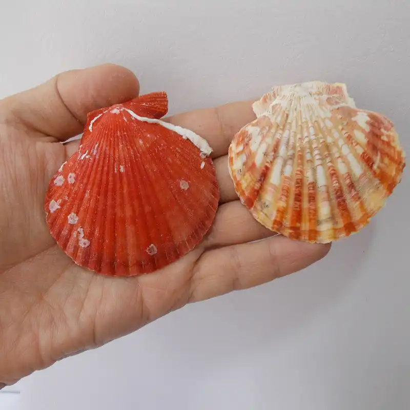 صدف تزیینی مدل RS543 مجموعه 4 عددی