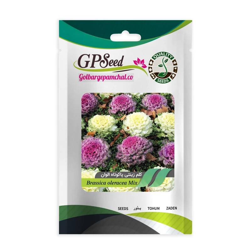 بذر کلم زینتی پا کوتاه الوان جی پی سید مدل GP13631