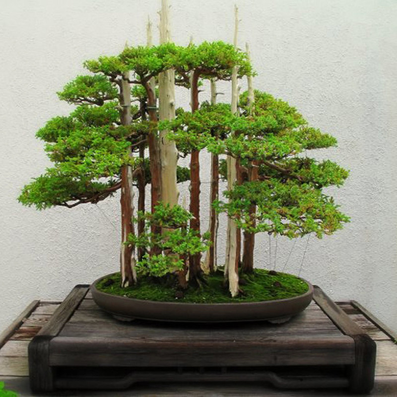 بذر بنسای سرو ژاپنی سانیا سید مدل D10