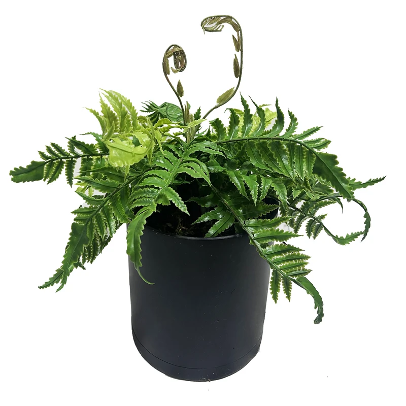 گلدان به همراه گل مصنوعی مدل سرخس real کد 150