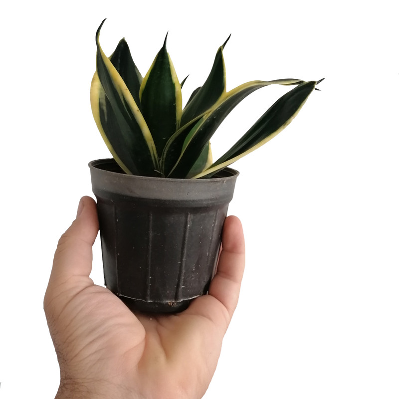 گیاه طبیعی سانسوریا بلگ گلد مدل مطبق مینیاتوری