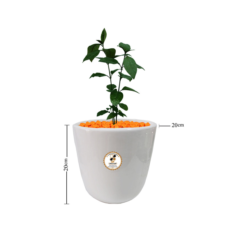 گیاه طبیعی برگ قهوه پسودا شرکت گلباران سبز گیلان مدل BGHP-M گیاه طبیعی برگ قهوه پسودا شرکت گلباران سبز گیلان مدل BGHP-M