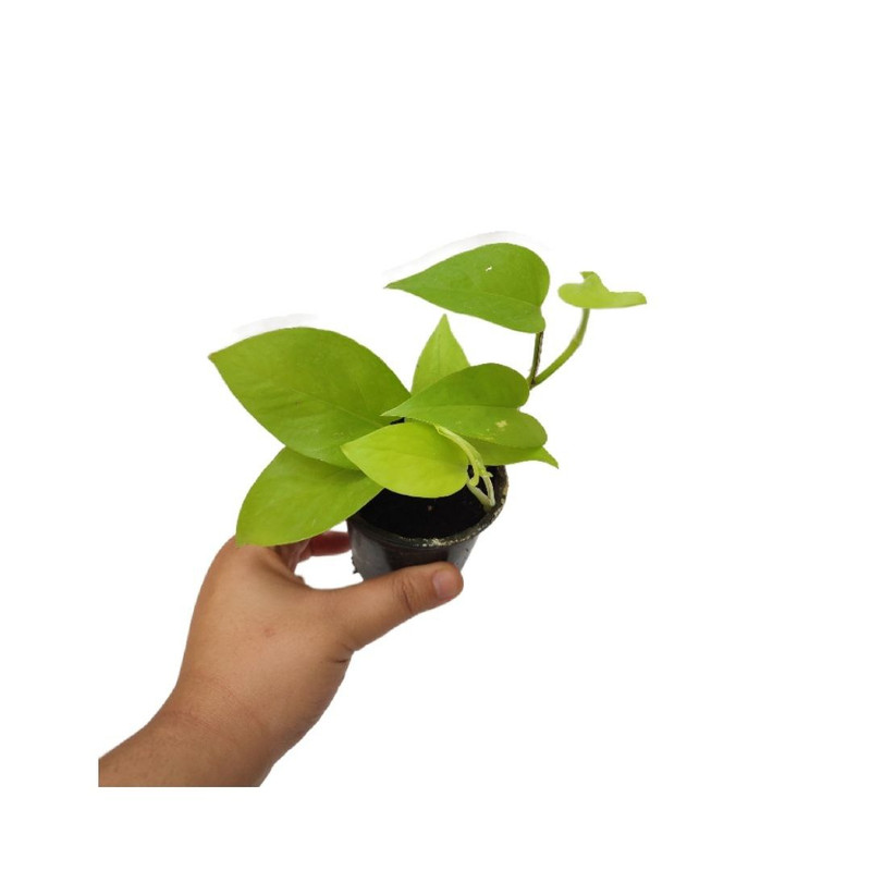 گیاه طبیعی پتوس نئون مدل 06 گیاه طبیعی پتوس نئون مدل 06