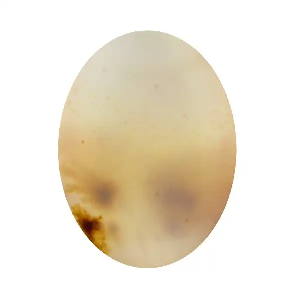 سنگ شجر پارلا گوهر کد 5131