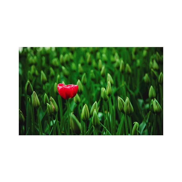   پادری طرح گل و طبیعت کد MN-M35M001-MF0025 سایز 76x46 سانتی متر