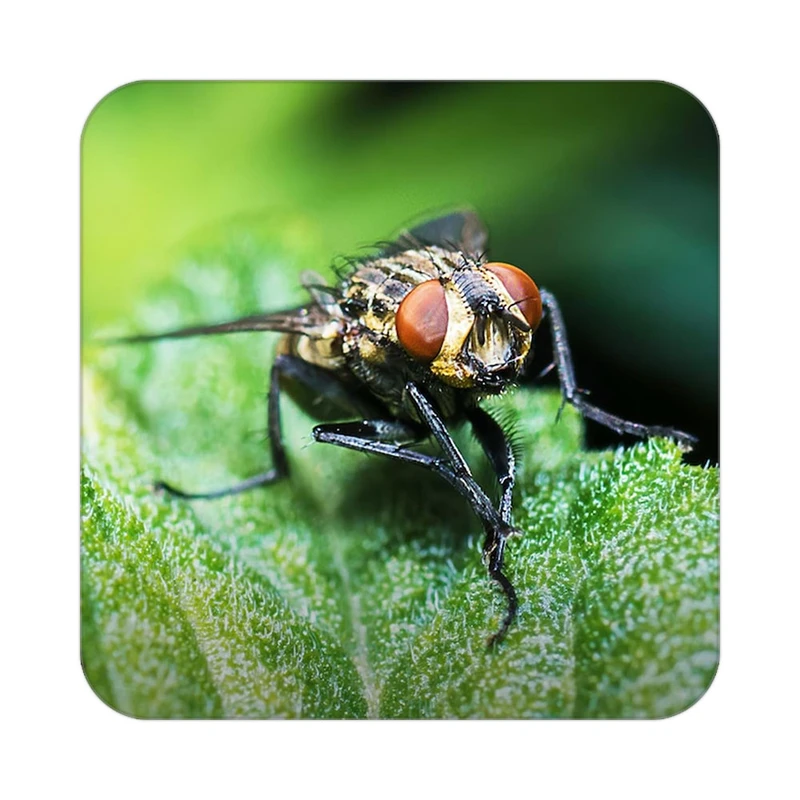 زیر لیوانی کاکتی طرح گل مدل mp16829