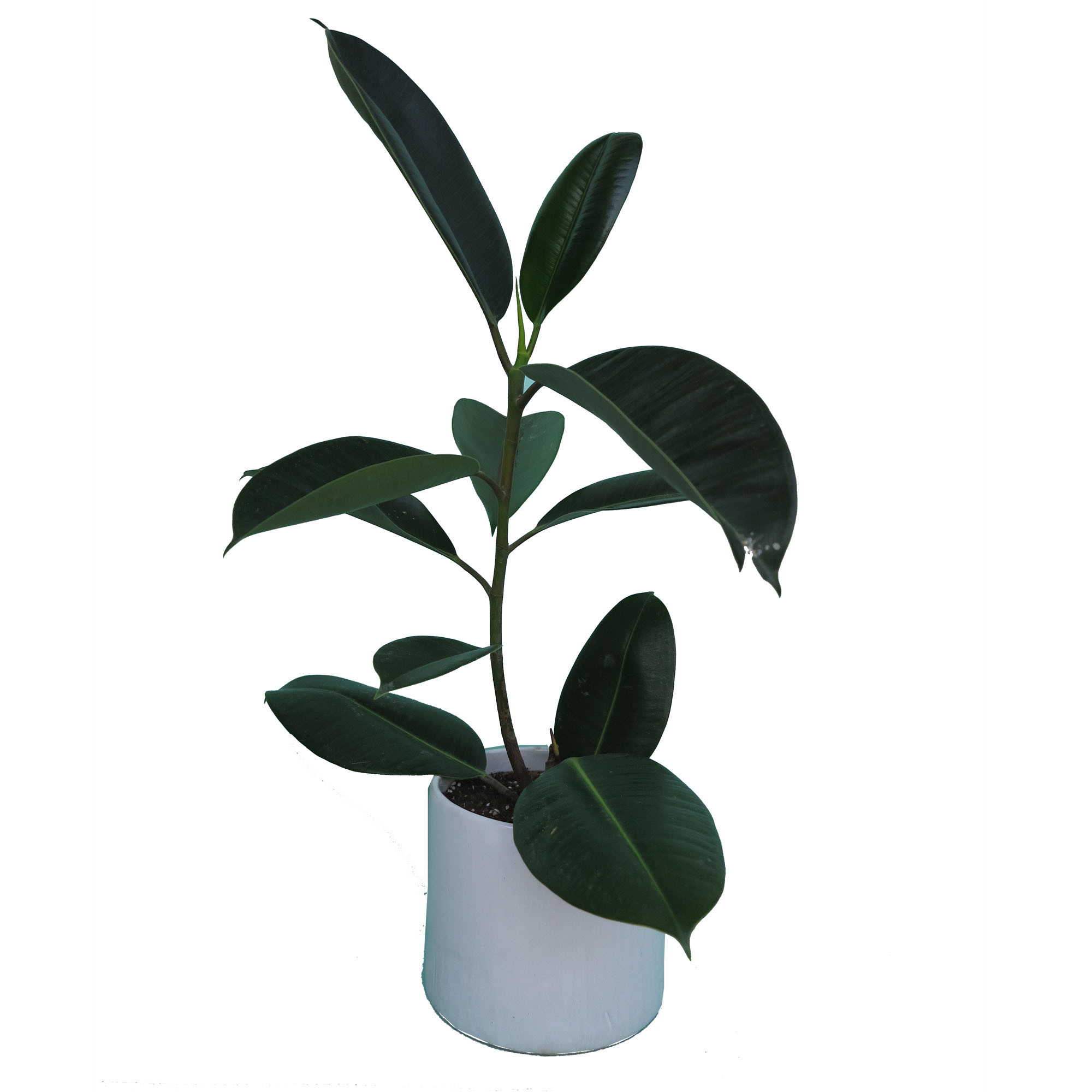 گیاه طبیعی فیکوس کد 01