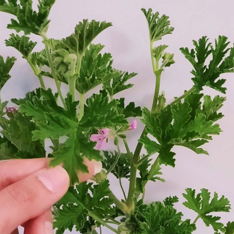 گیاه طبیعی عطر چای مدل C-42