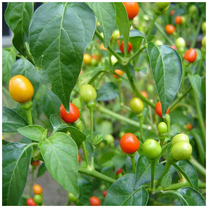 بذر فلفل بند انگشتی آذر سبزینه مدل F116 بذر فلفل بند انگشتی آذر سبزینه مدل F116