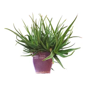گیاه طبیعی آلوئه ورا ابلق مدل Sh25754
