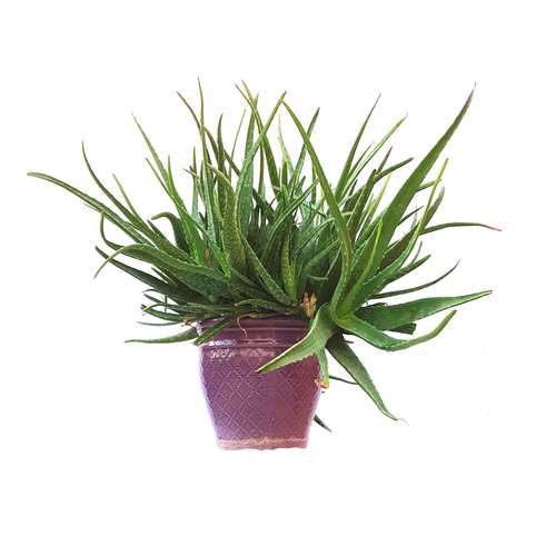 گیاه طبیعی آلوئه ورا ابلق مدل Sh25754