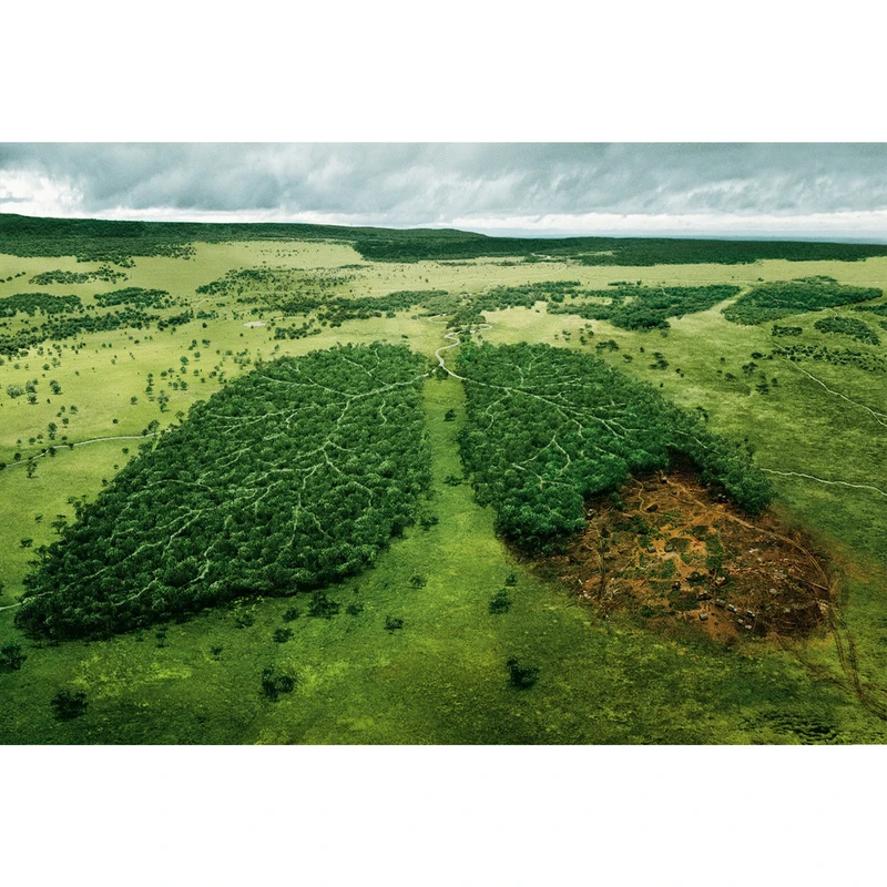 تابلو شاسی مدل جنگل و اسمان و چمن زار T7163