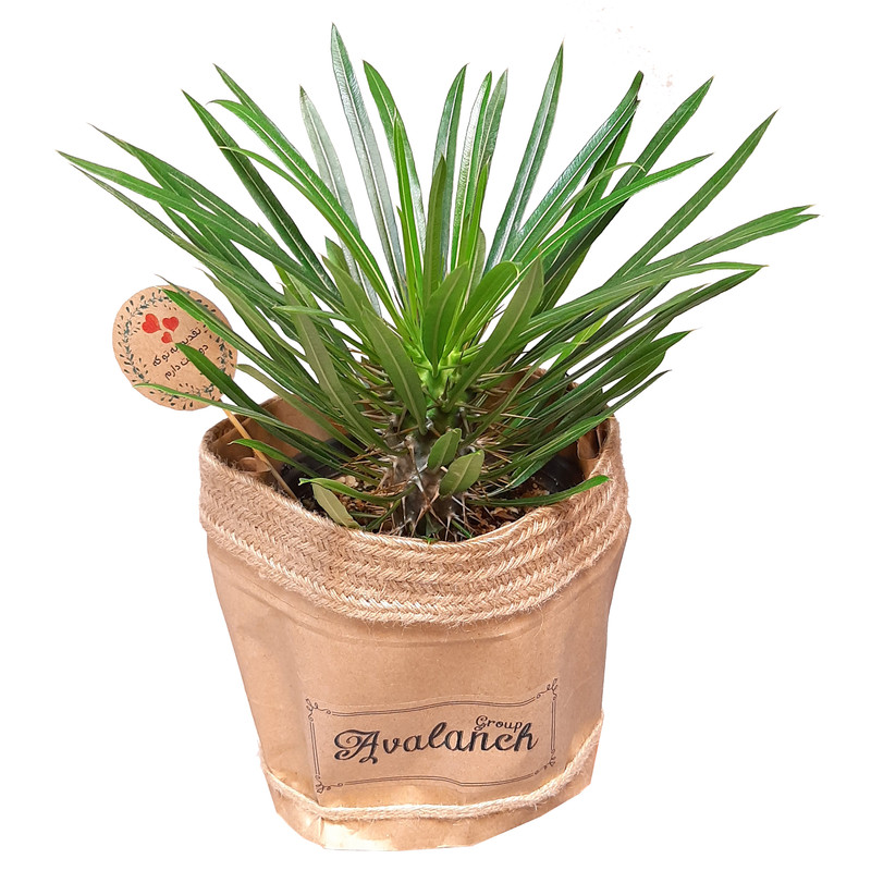 گیاه طبیعی نخل ماداگاسکار کد P.A.06