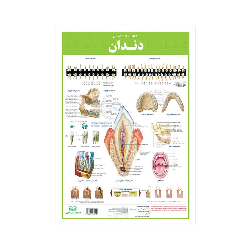 پوستر آموزشی انتشارات اندیشه کهن مدل کالبدشناسی دندان کد 35-50-5