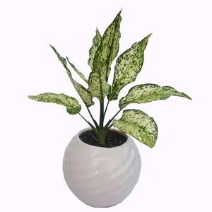 Aglaonema plant cod a01