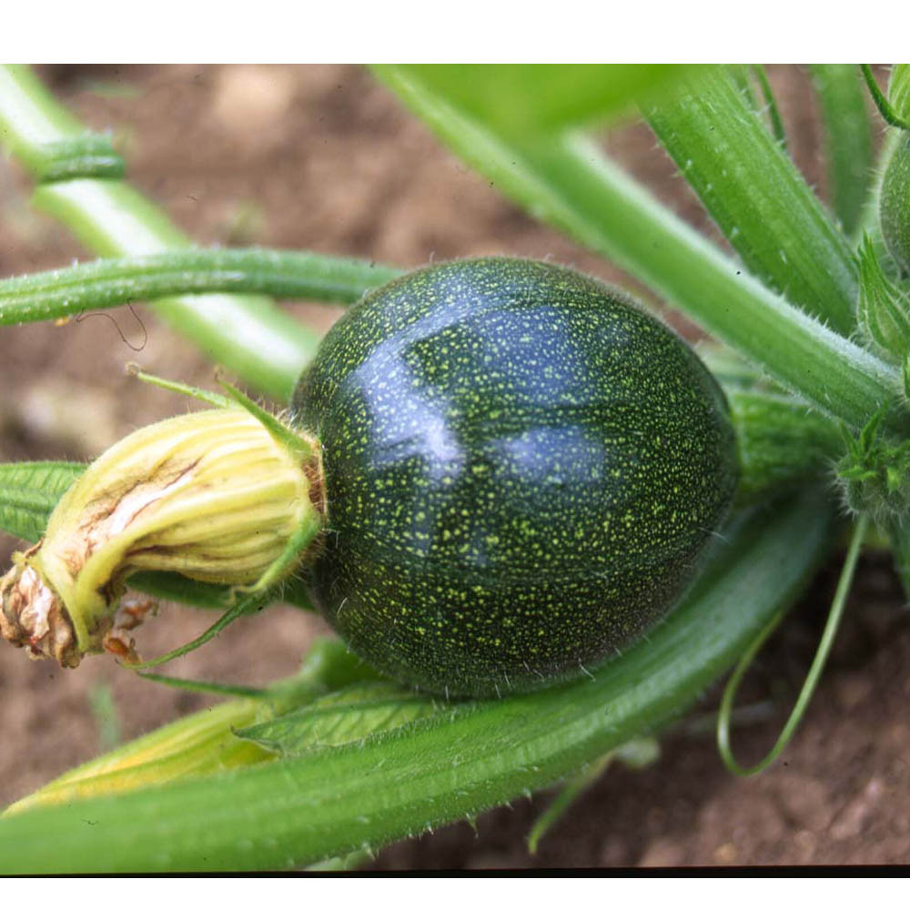 بذر کدو دلمه خورشتی توپی مدل GL5