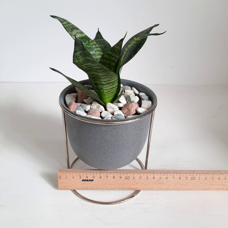 گیاه طبیعی سانسوریا کراواتی کد FT