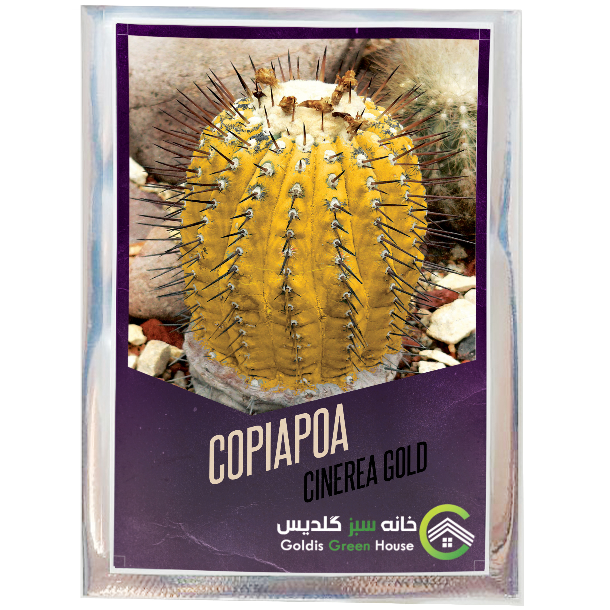 بذر کاکتوس کوپیاپوا سینره آ گلد خانه سبز گلدیس کد 20