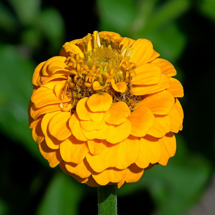 بذر گل آهار پاکوتاه زرد وانیا سید مدل O15