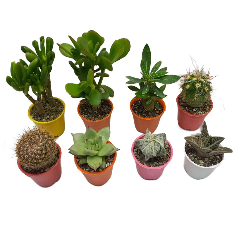 گیاه طبیعی کاکتوس و ساکولنت کد 110 بسته 8 عددی