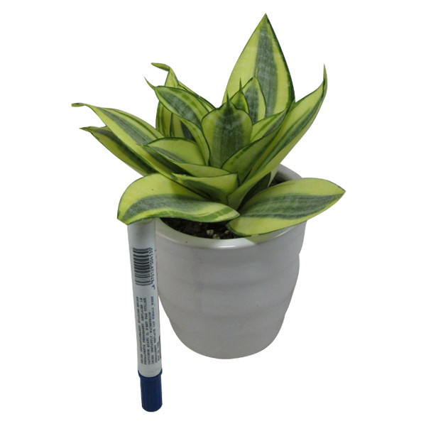 گیاه طبیعی سانسوریا کد AB - M01