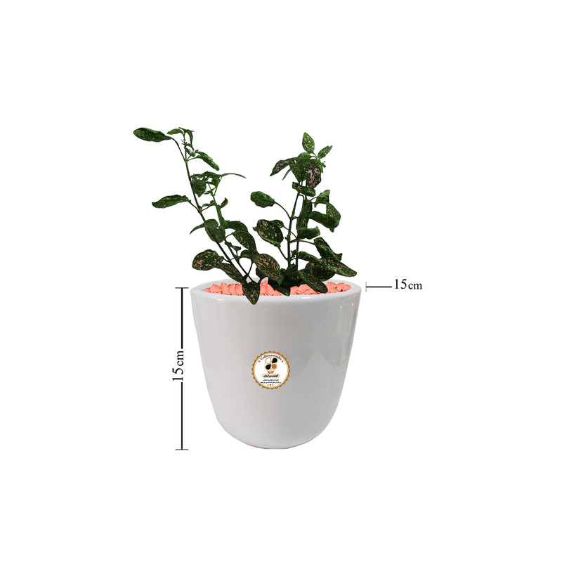 گیاه طبیعی گل سنگ شرکت گلباران سبز گیلان مدل GN12-17SS