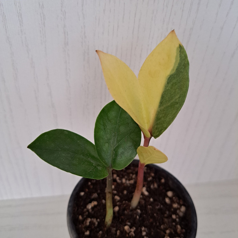 گیاه آپارتمانی زاموفیلیا ابلق مدل 402531