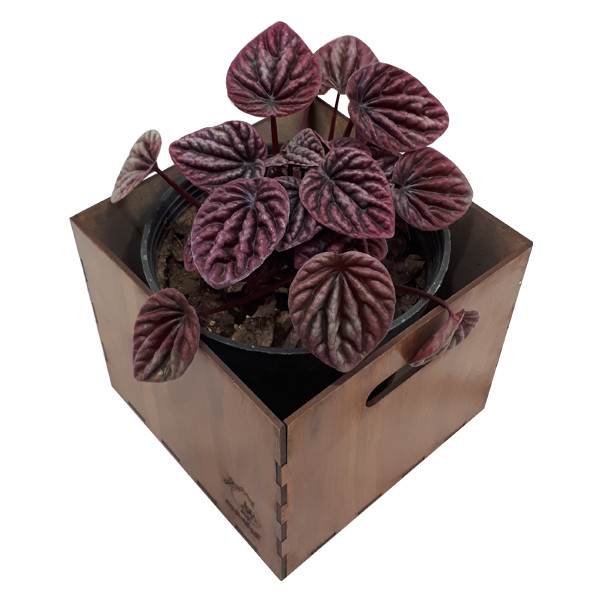 گیاه طبیعی پیرومیا قرمز ناردونه کد GH 001