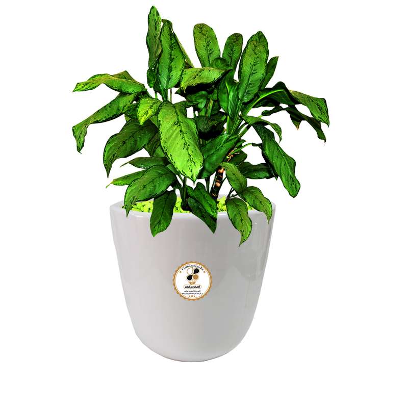 گیاه طبیعی آگلونما سبز شرکت گلباران سبز گیلان مدل GN13-9S