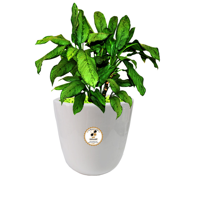 گیاه طبیعی آگلونما سبز شرکت گلباران سبز گیلان مدل GN13-9S