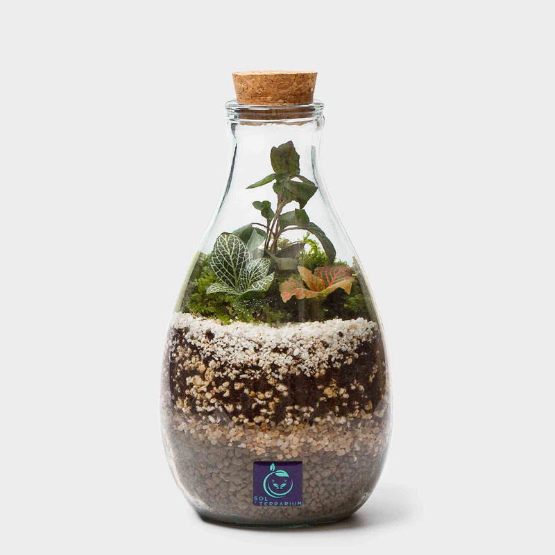 گیاه طبیعی تراریوم سل تراریوم مدل امازون