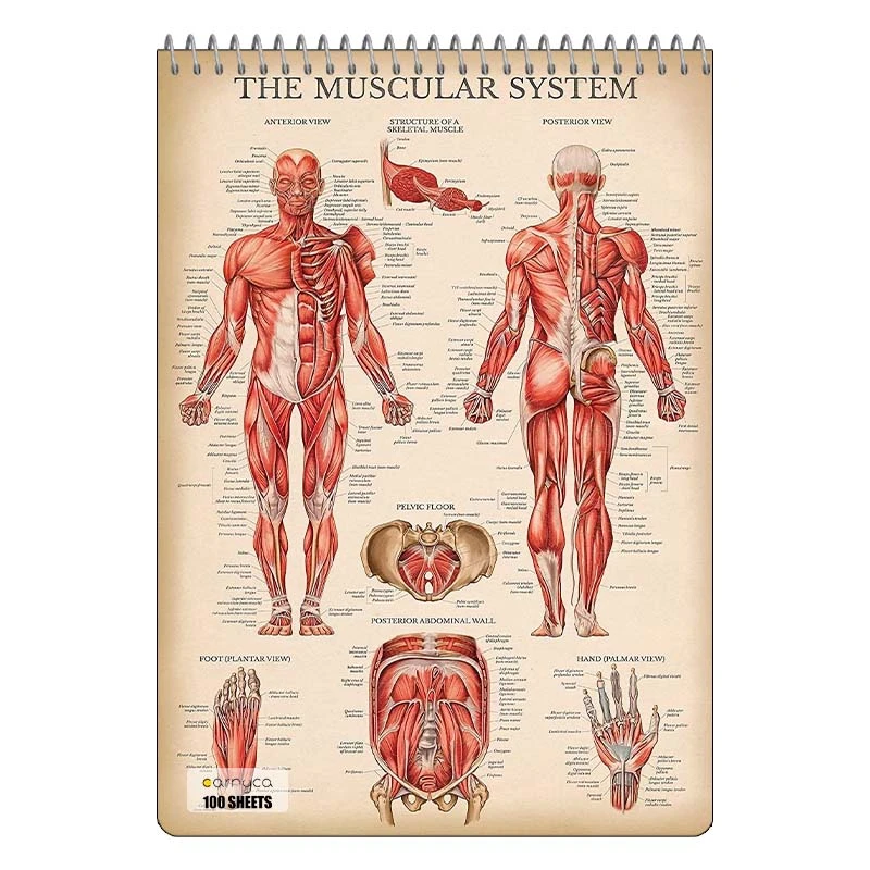 دفتر شطرنجی 100 برگ کارنیکا طرح زیست شناسی Biology کد 97458