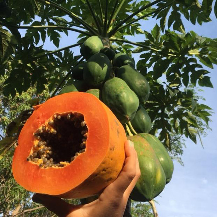 بذر میوه پاپایا خربزه درختی ردلیدی مدل GL10 بذر میوه پاپایا خربزه درختی ردلیدی مدل GL10