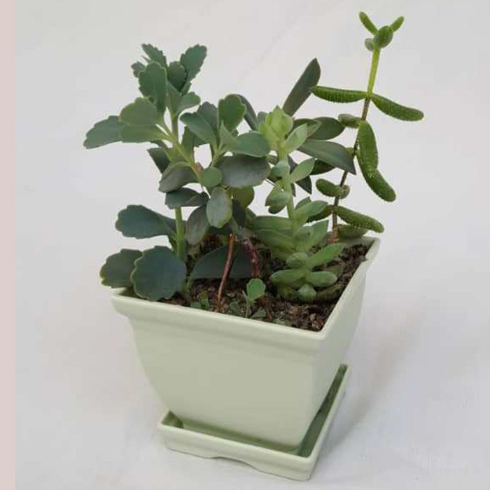 گیاه طبیعی ساکولنت کد MIX01