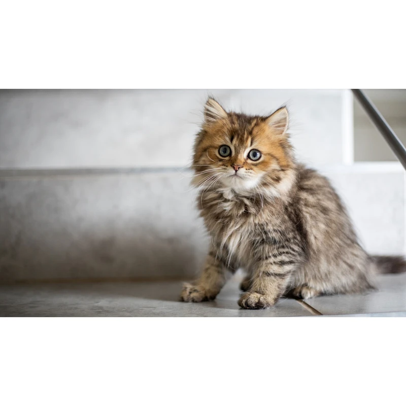 تابلو شاسی طرح گربه مدل T7954