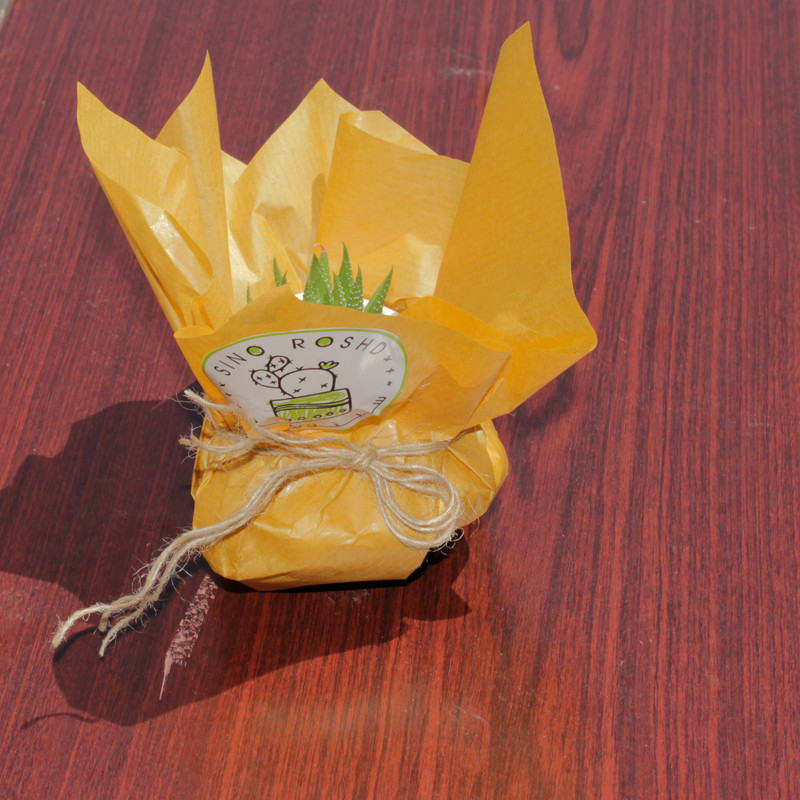 گیاه طبیعی کاکتوس هاورتیا گورخری سینورشد کد CHP1 گیاه طبیعی کاکتوس هاورتیا گورخری سینورشد کد CHP1