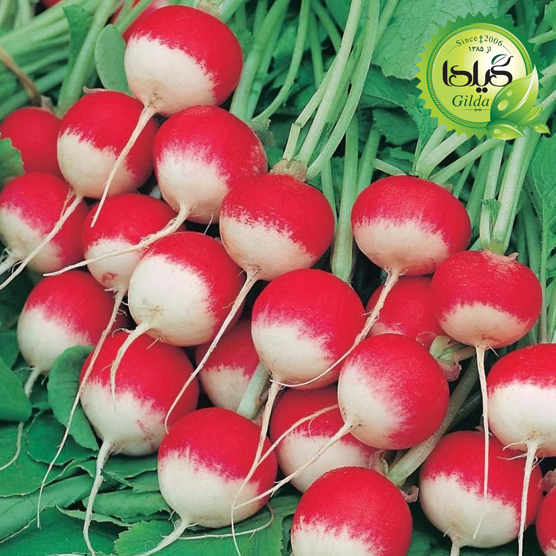 بذر ترپچه گرد دو رنگ گیلدا کد 214