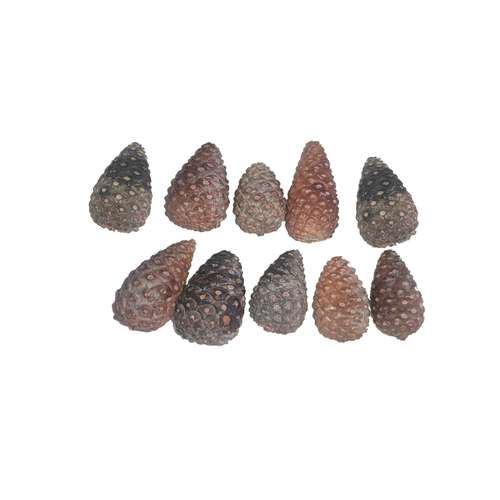 میوه تزیینی مدل کاج 002