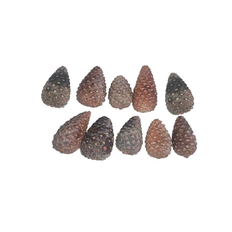 دکوری مدل میوه کاج بسته 10عددی