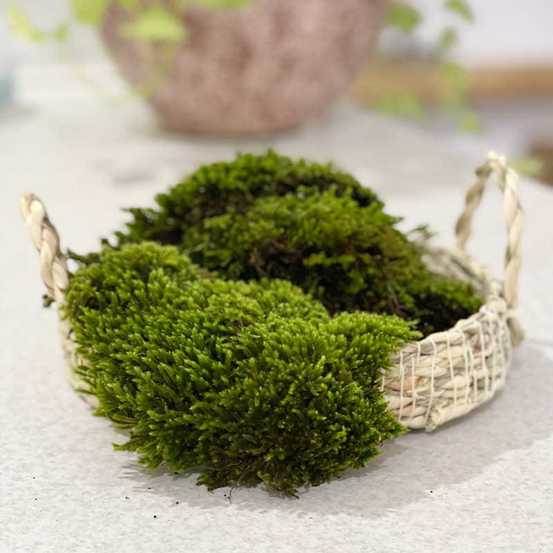 خزه مدل اسفنجی وزن 500 گرم