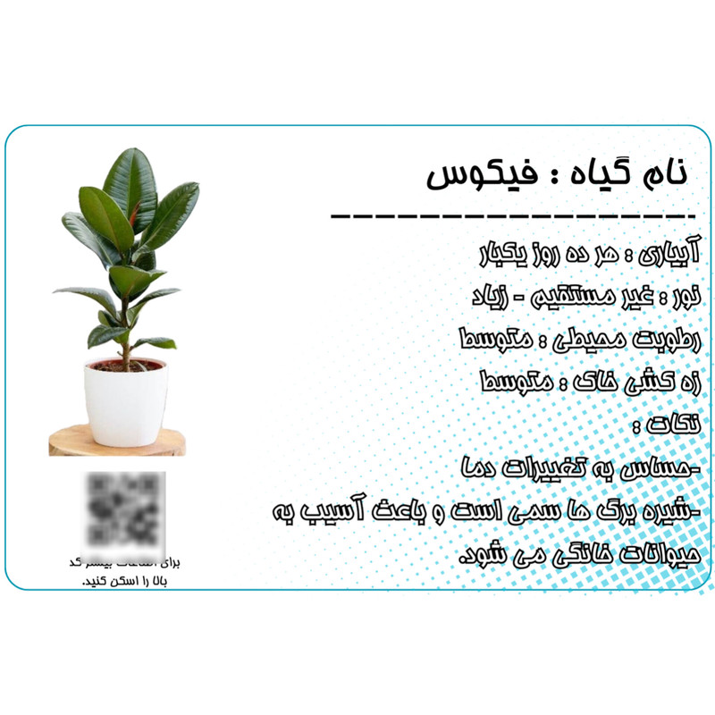 ماکت تزیینی مدل اتیکت PVC ضد آب معرفی گیاه (فیکوس) مجموعه ۵ عددی
