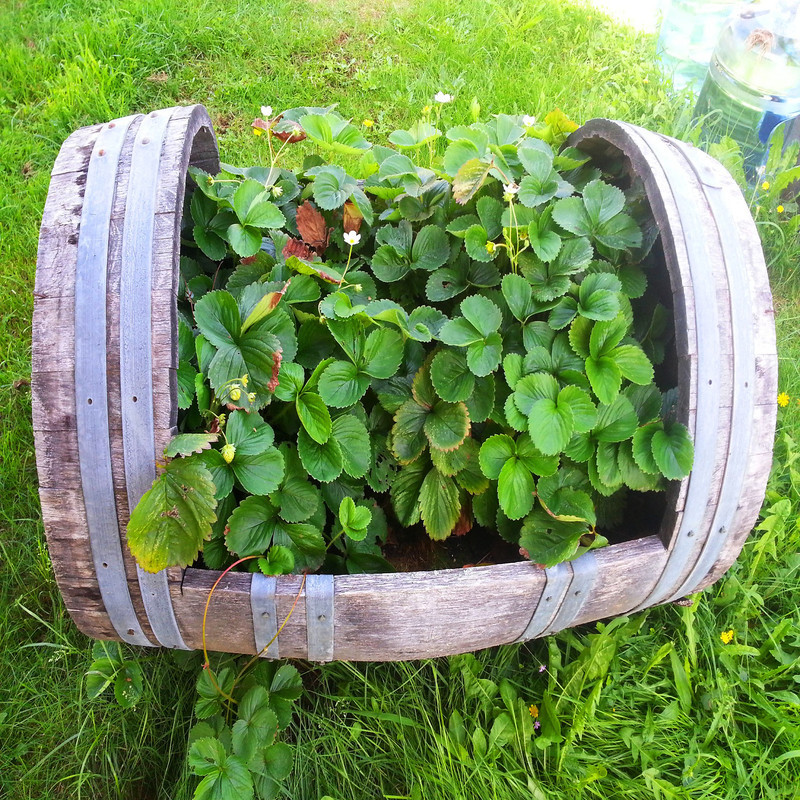 بذر توت فرنگی کاماروسا سانیا سید مدل ss33