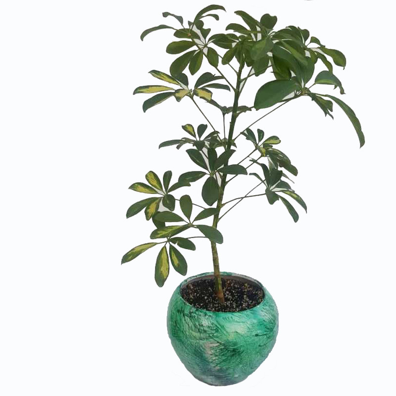 گیاه طبیعی شفلرا ابلق کد sh02 گیاه طبیعی شفلرا ابلق کد sh02