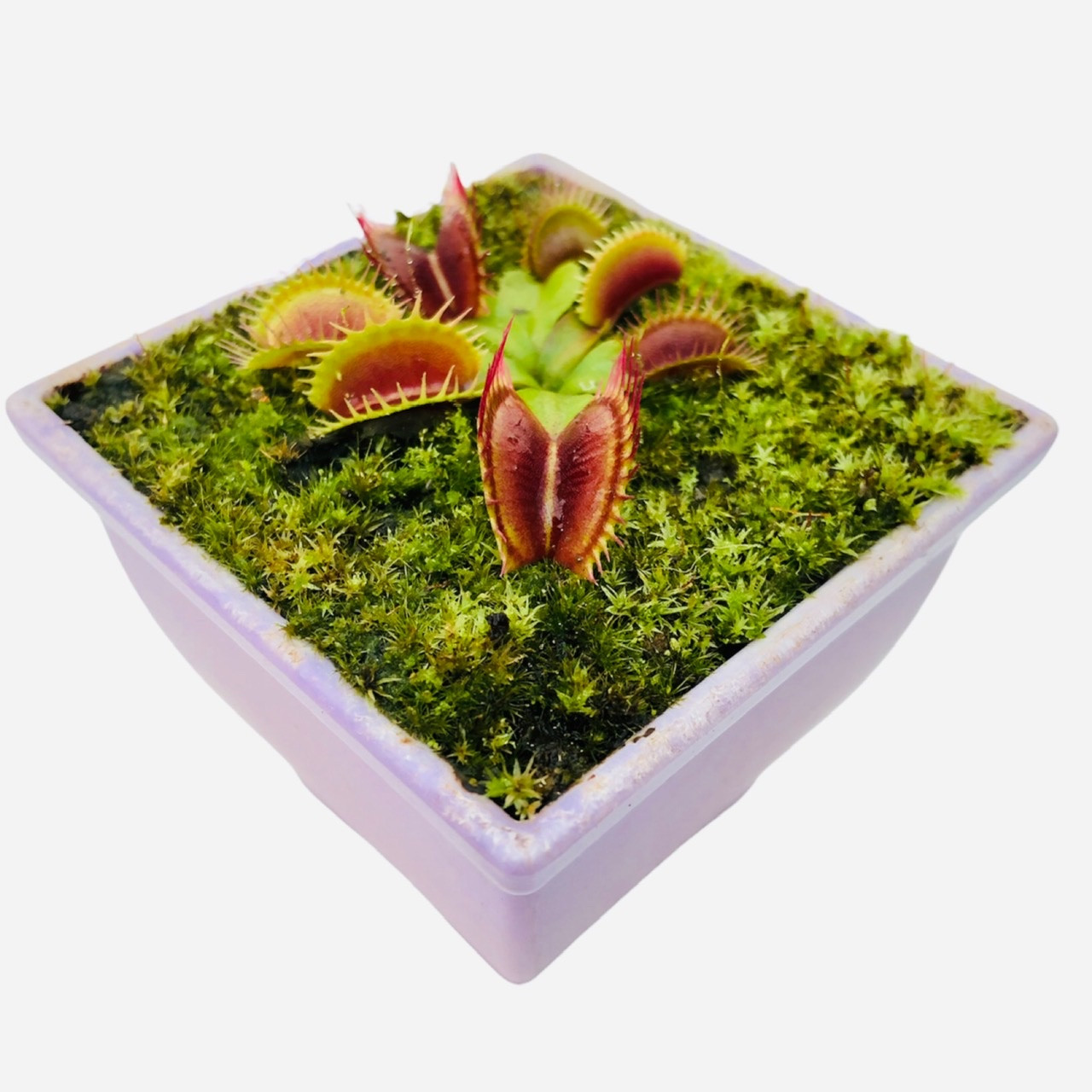 گیاه طبیعی ونوس مدل گوشتخوار  مجموعه 2 عددی