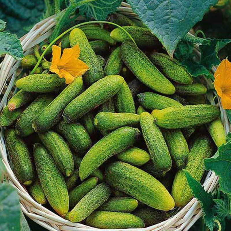 بذر خیار ترشی شمالی خاردار گلس گاردن مدل GL03 بذر خیار ترشی شمالی خاردار گلس گاردن مدل GL03