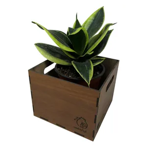  گیاه طبیعی سانسوریا بلک گلد ناردونه کد BG - S01