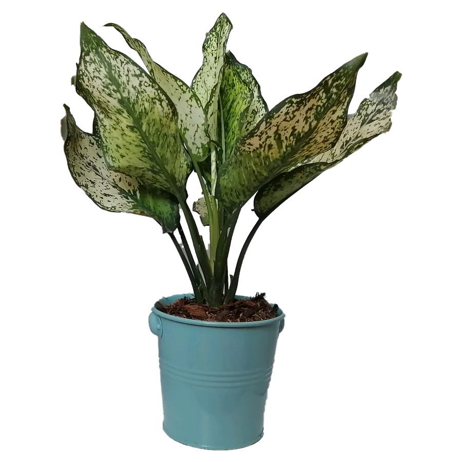 گیاه طبیعی آگلونما سفید کد ff03