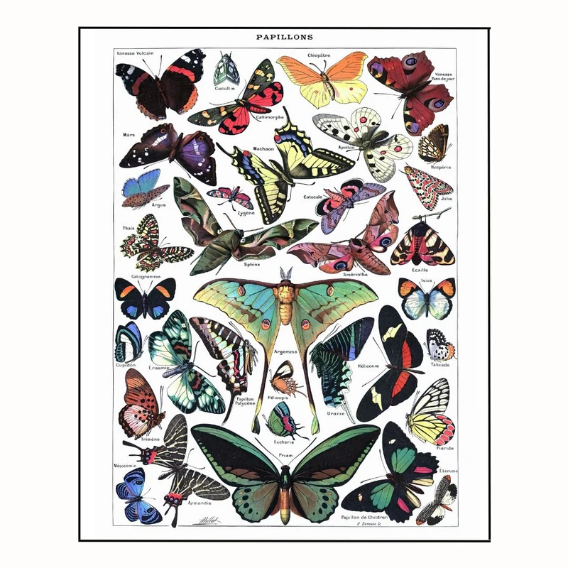 پوستر مدل پروانه های زیبا 3