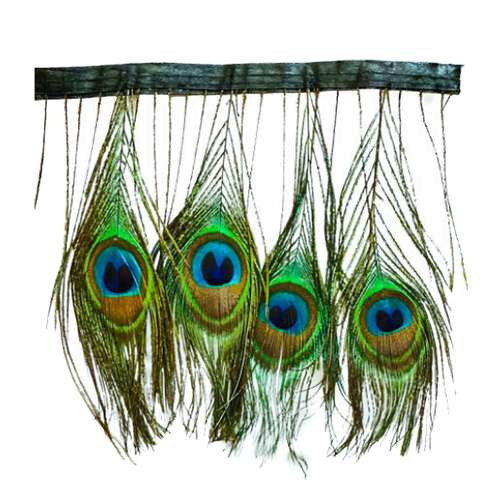 پر طاووس از کجا بخریم